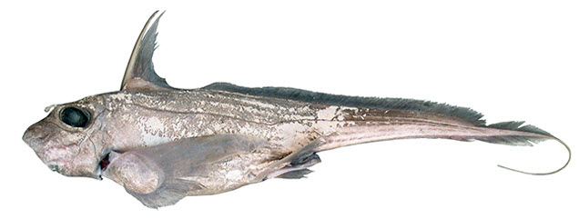 Chimaera opalescens_01.jpg